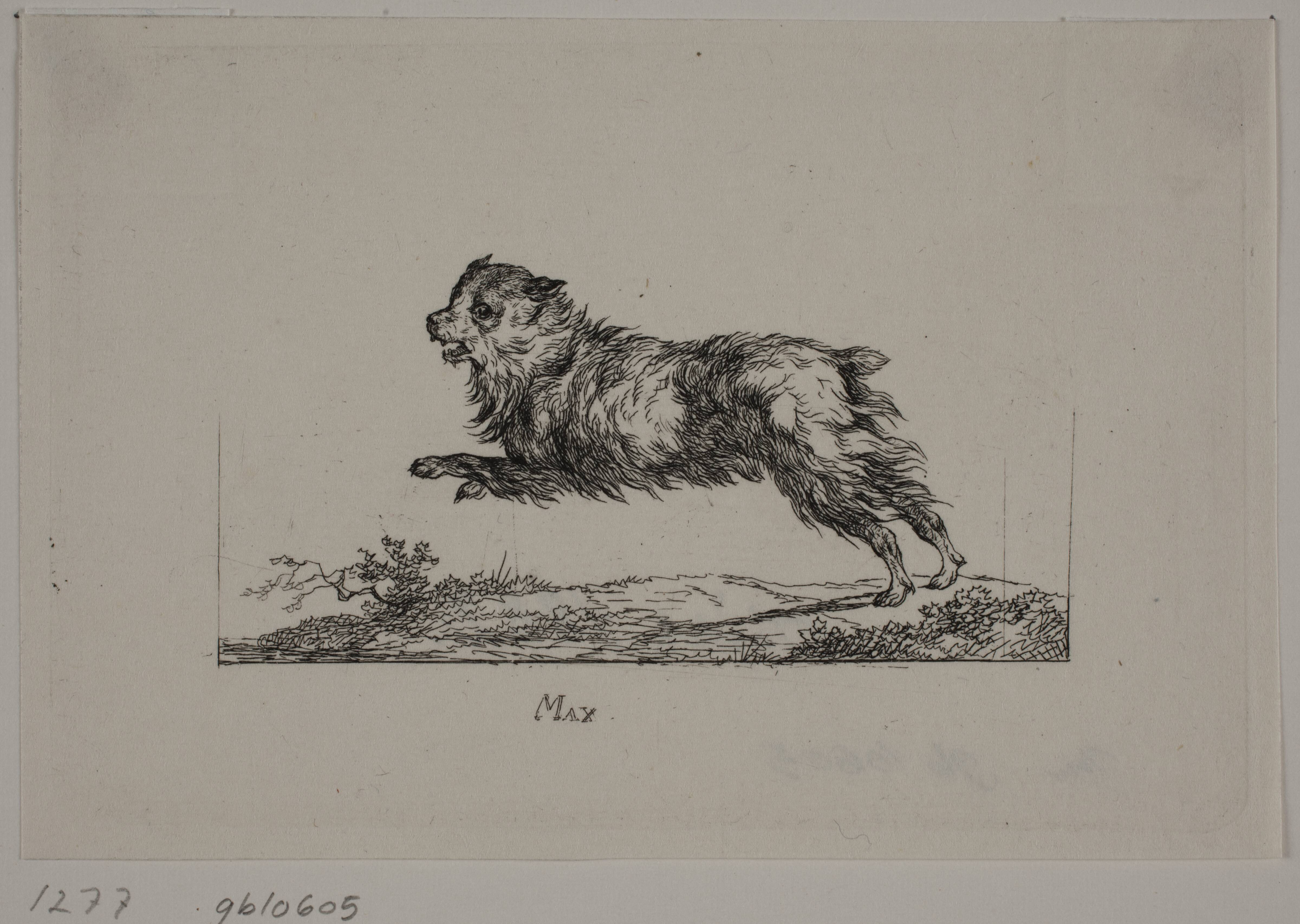 Max, løbende hund