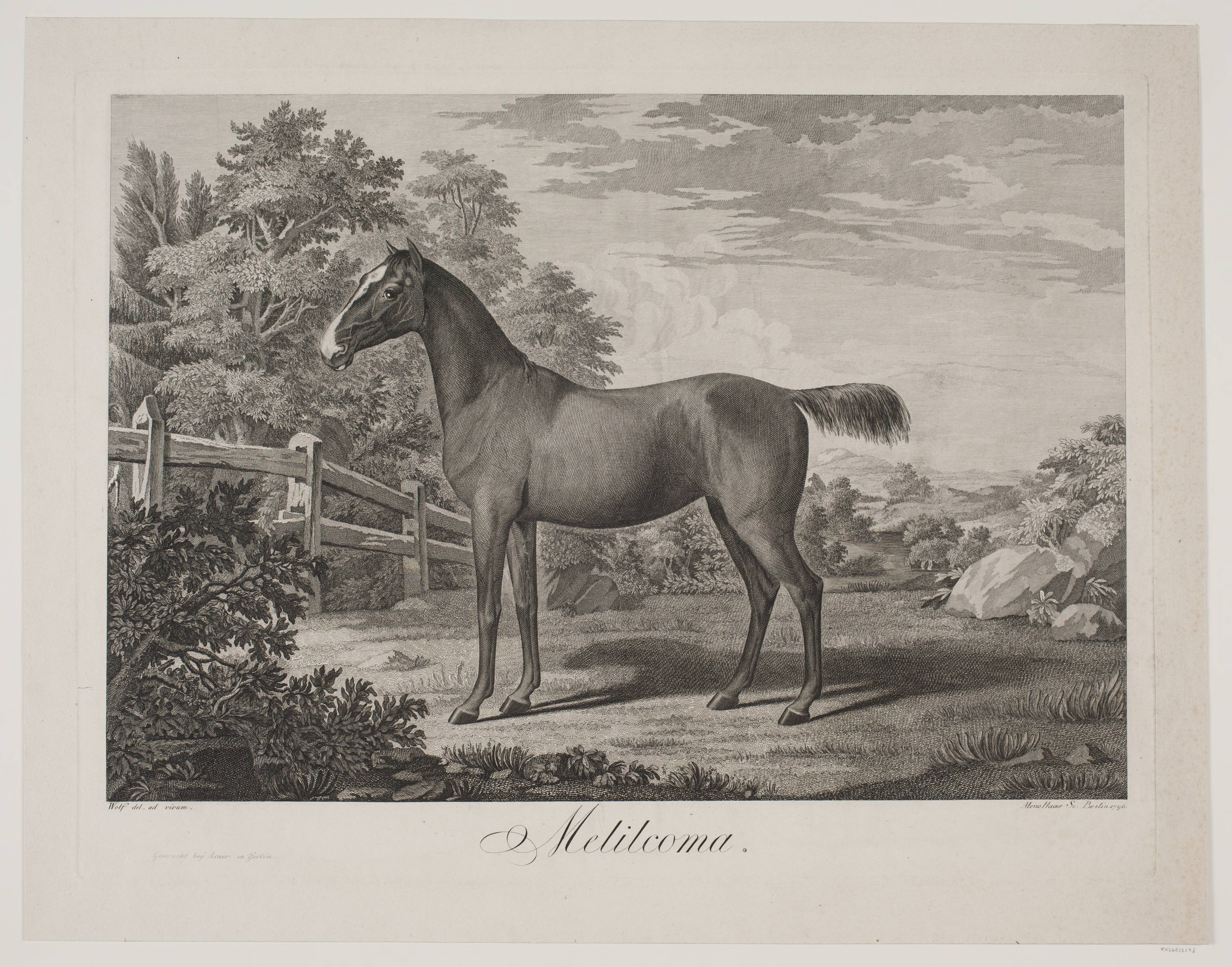 Hesten "Melilcoma"