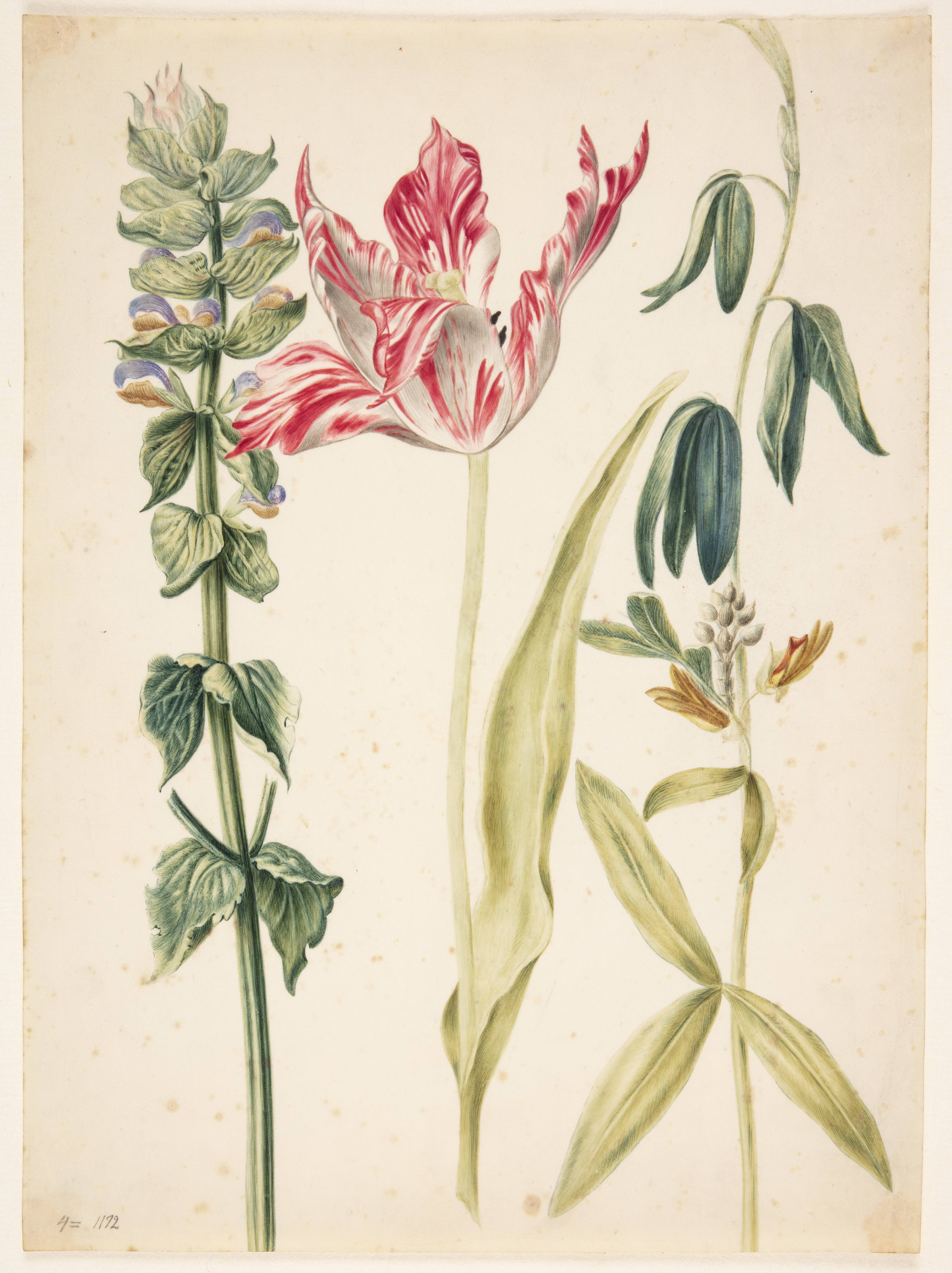3 blomster, i midten en tulipan