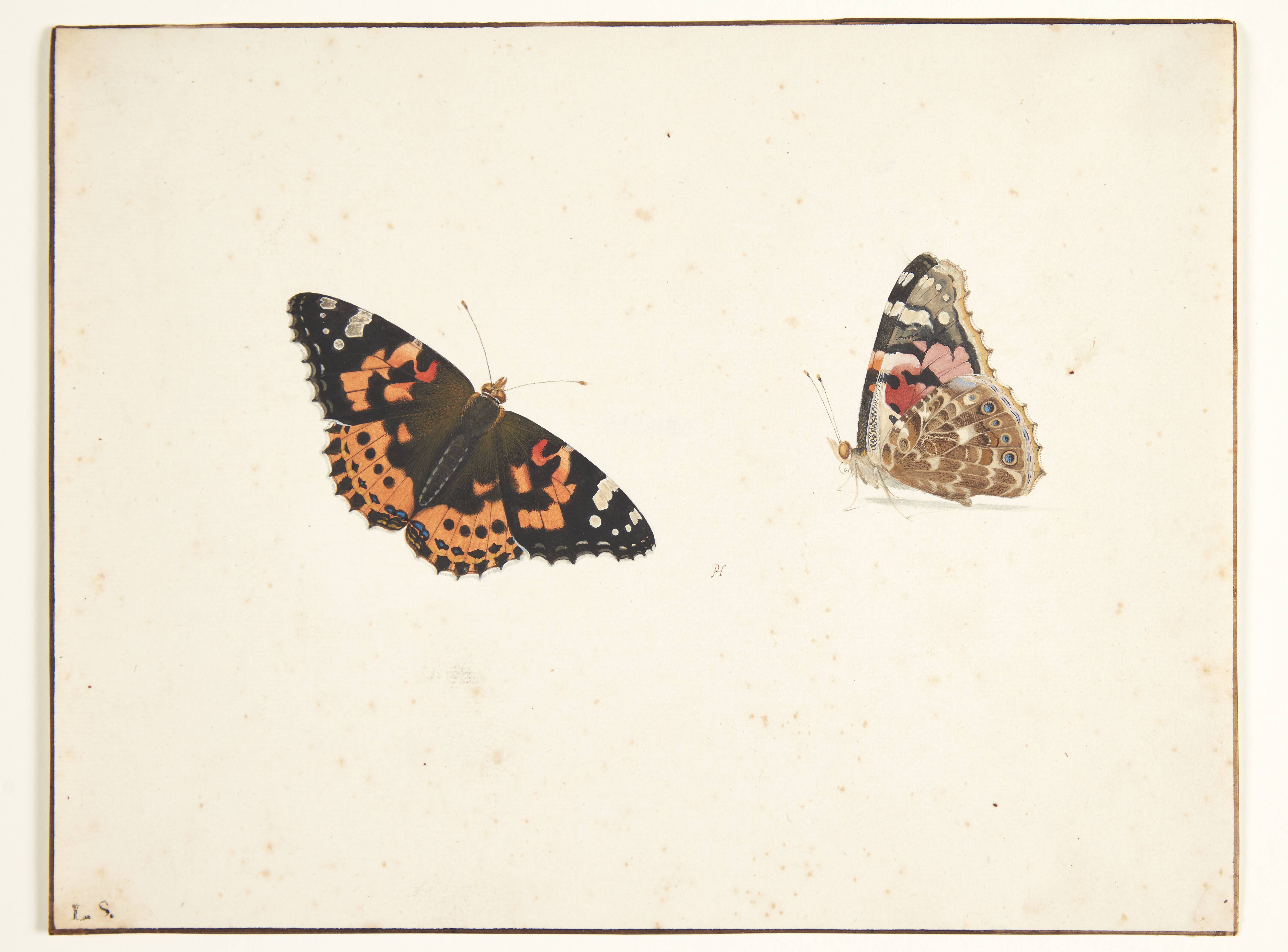 To studier af en tidselfugl (vanessa cardui l.)