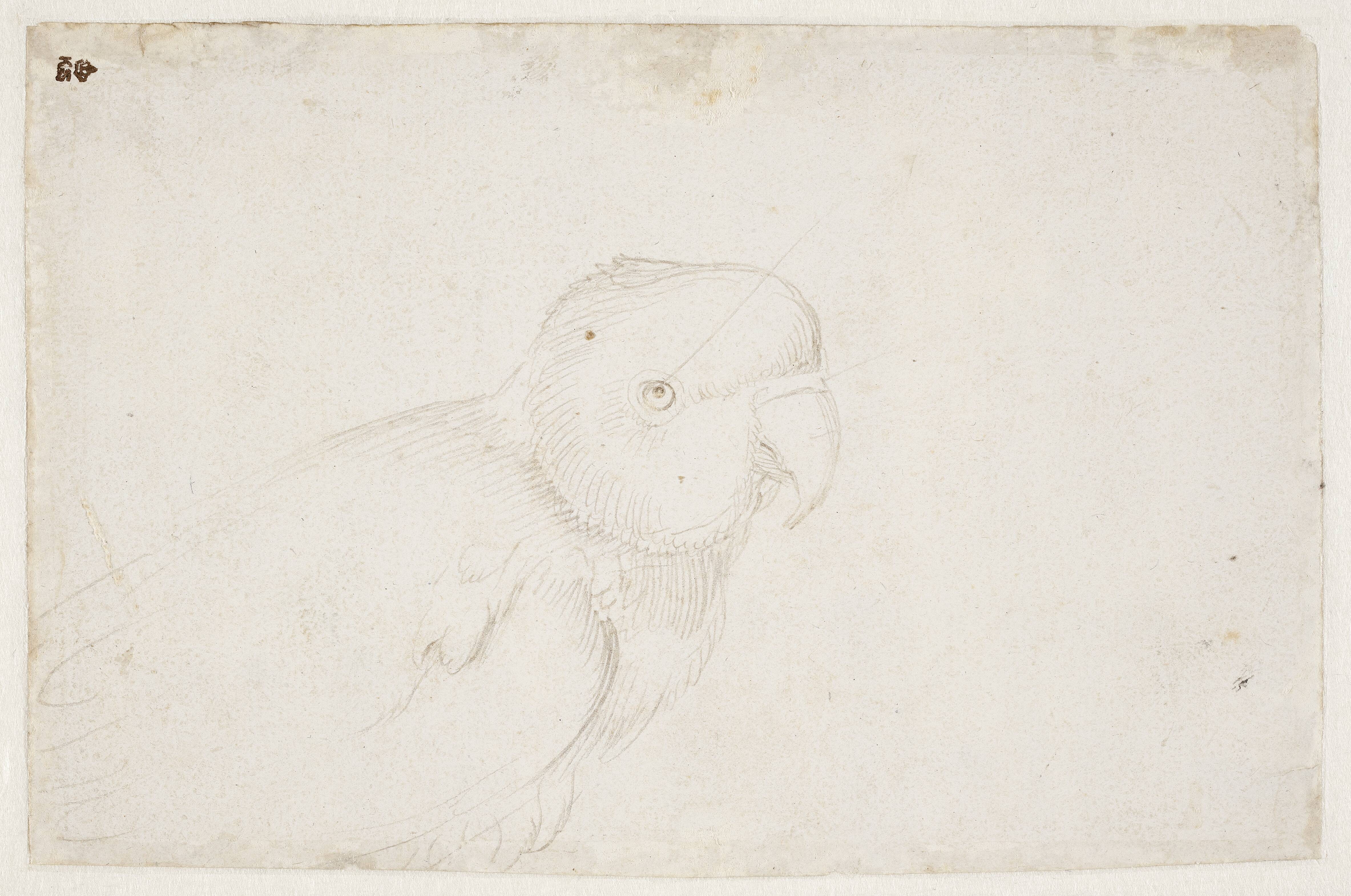 Budgerigar