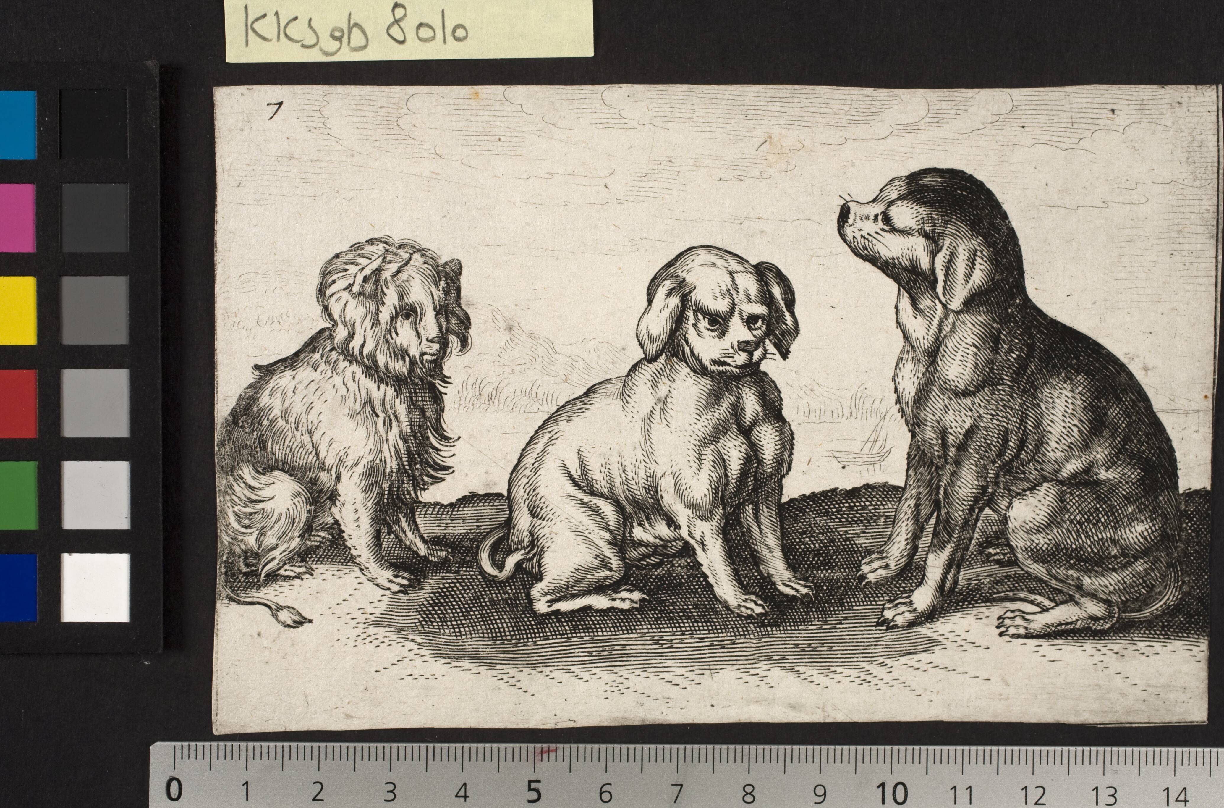 Three small dogs