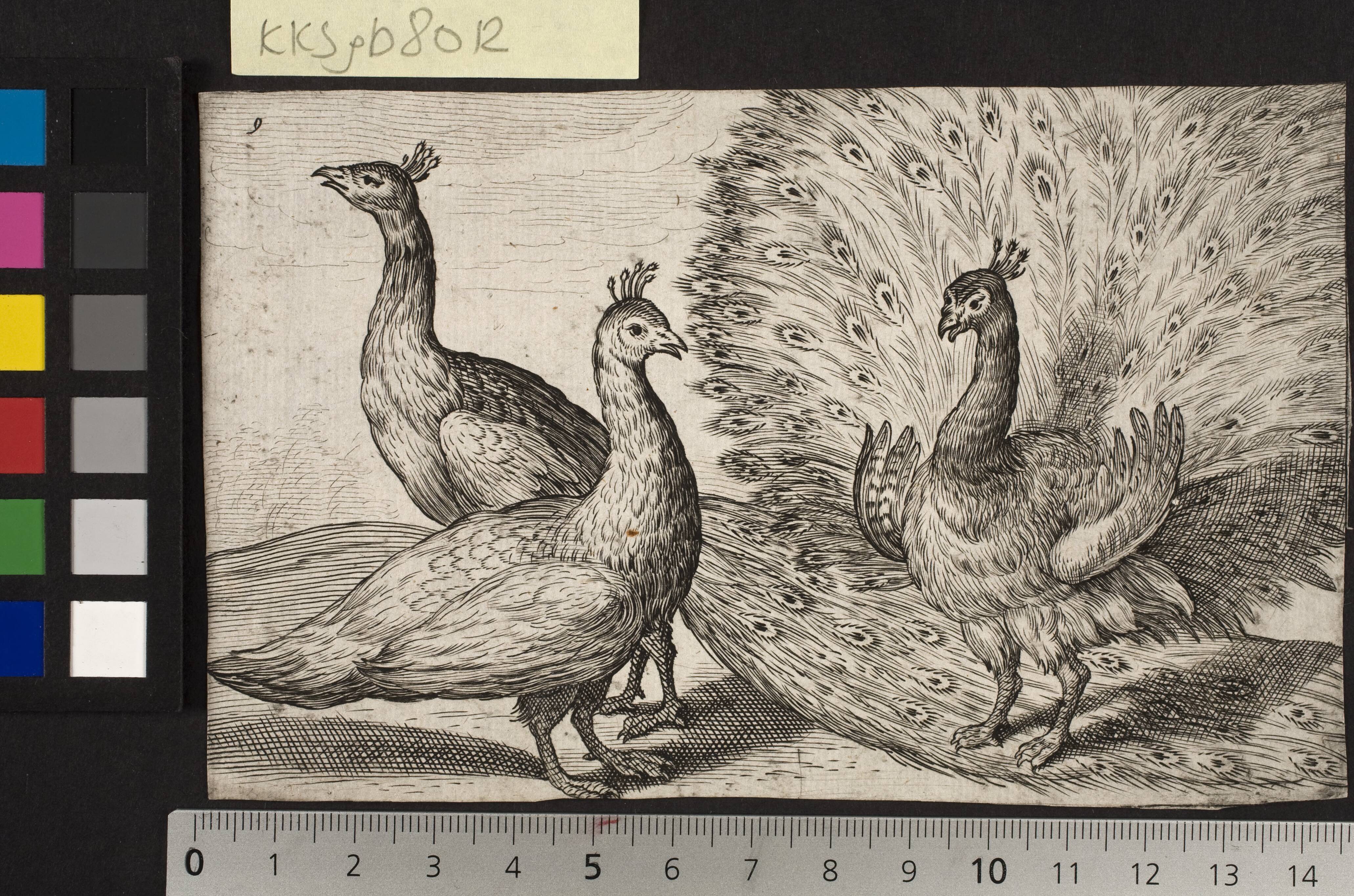Three peacocks