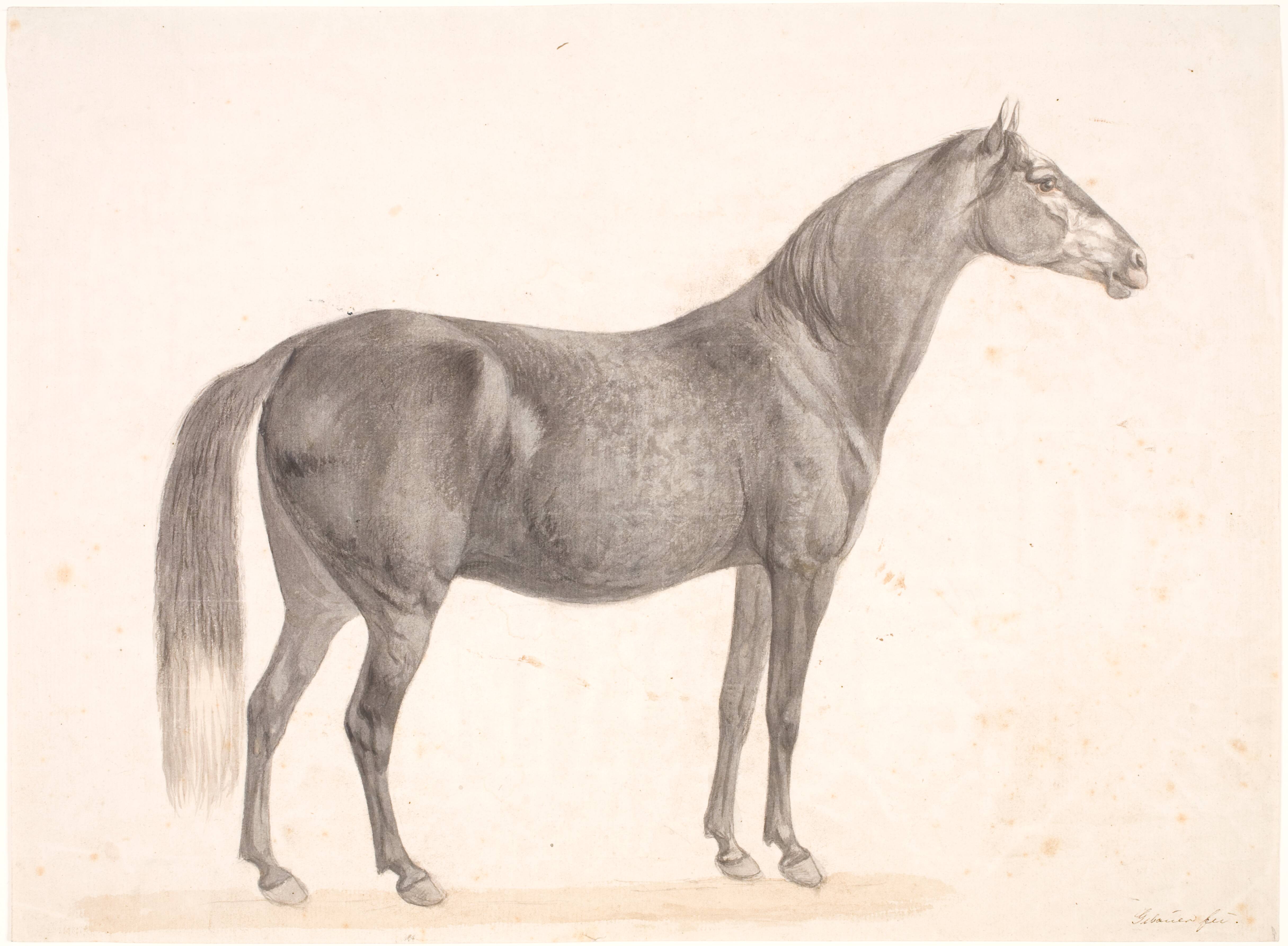Sort hest