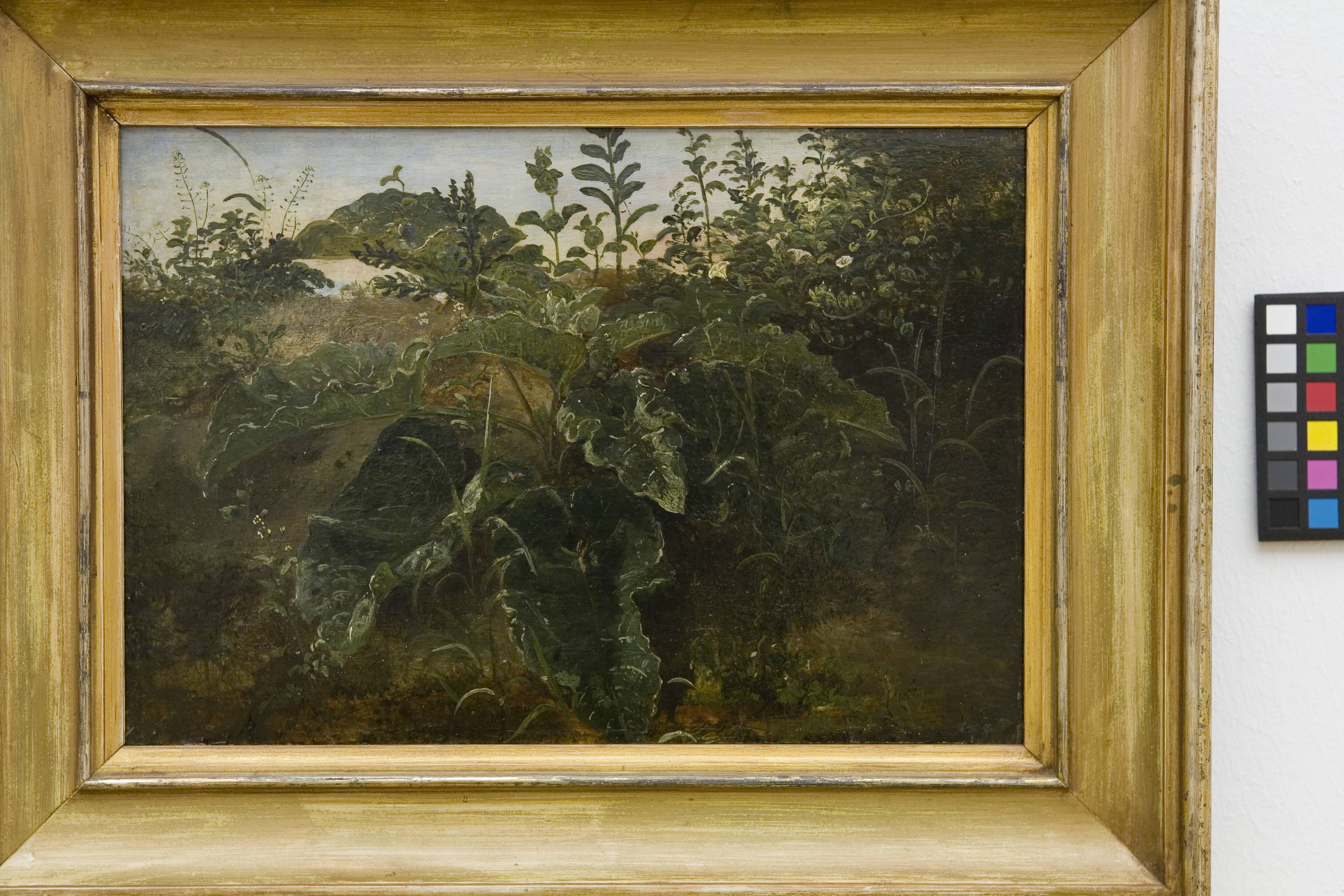 Foreground Study with Dock Leaves