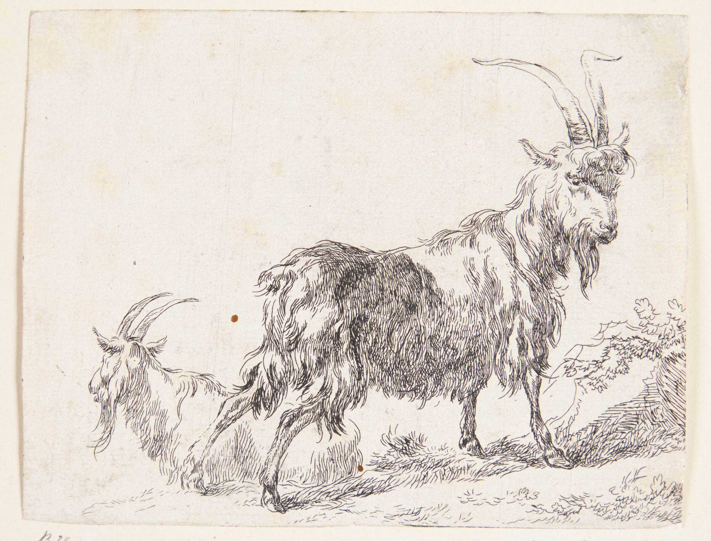 En stående og en liggende ged, Nicolaes Berchem, 1620-1683