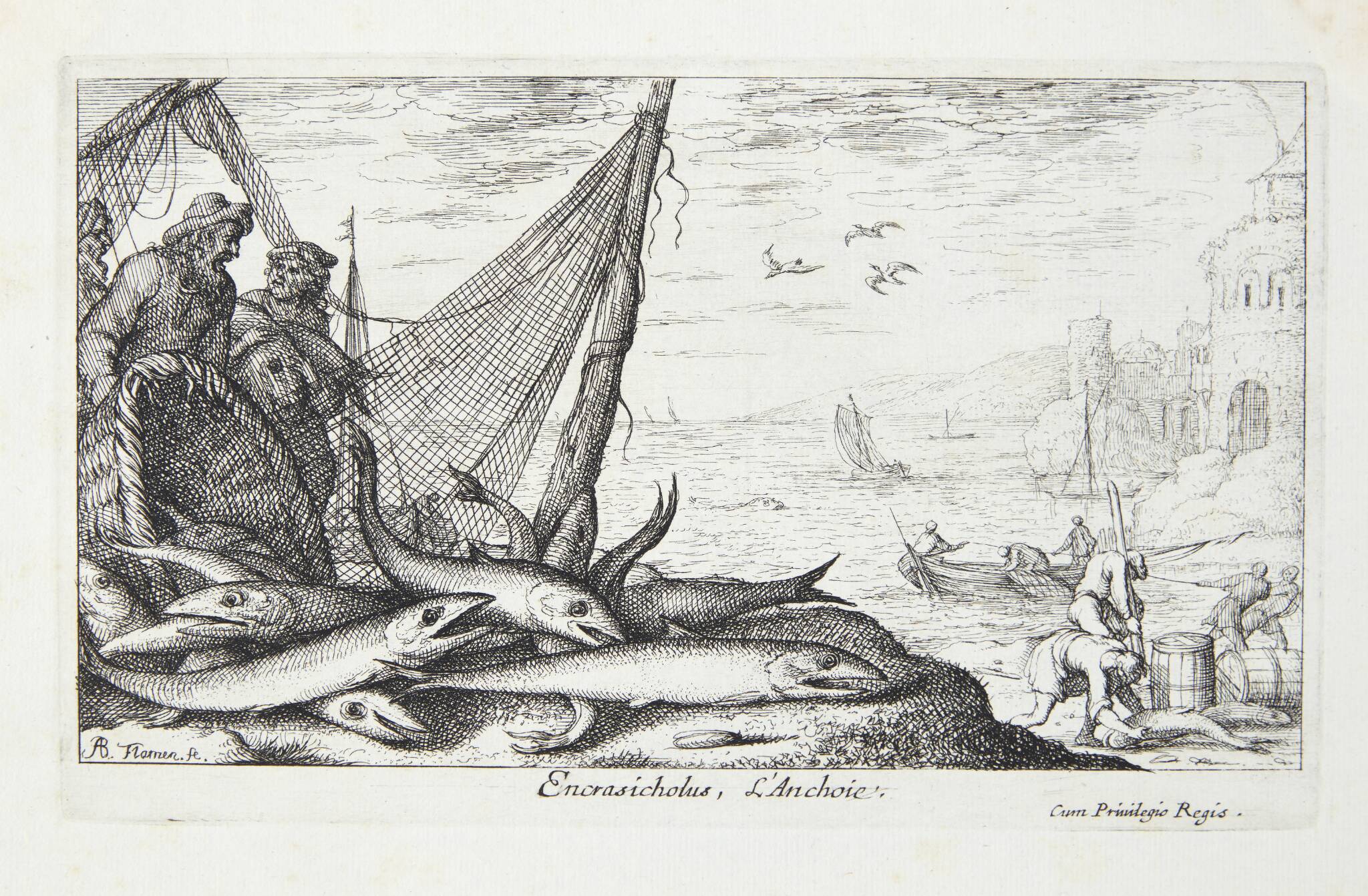 Ansjos (Encrasicholus)