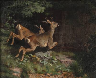 Rådyr
