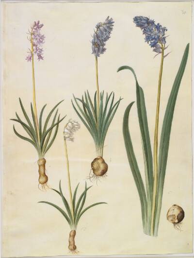 Hyacinthoides non-scripta (almindelig klokkeskilla); Hyacinthoides hispanica (spansk klokkeskilla)