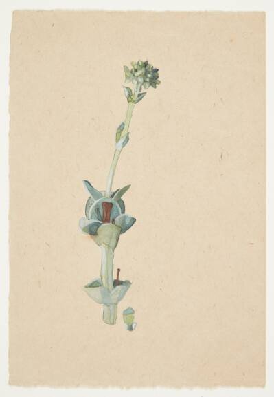 Studie af en blomst