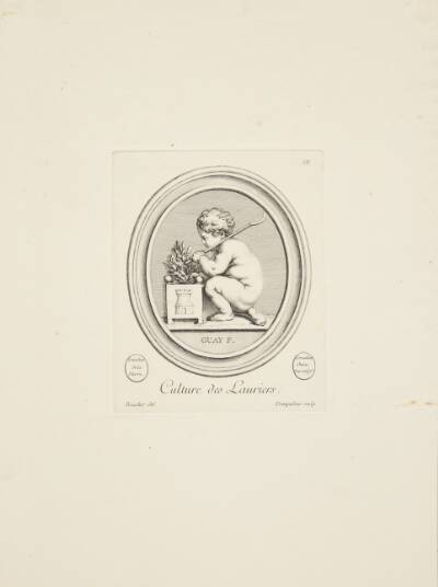 Voksende laurbær