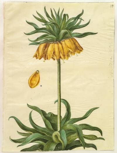 Fritillaria imperialis (kejserkrone)