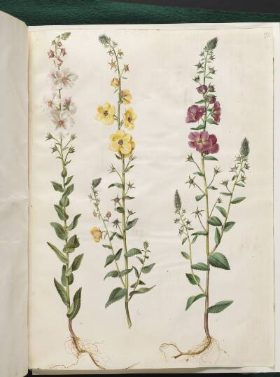 Verbascum blattaria (klase-kongelys); Verbascum phoeniceum (purpur-kongelys)
