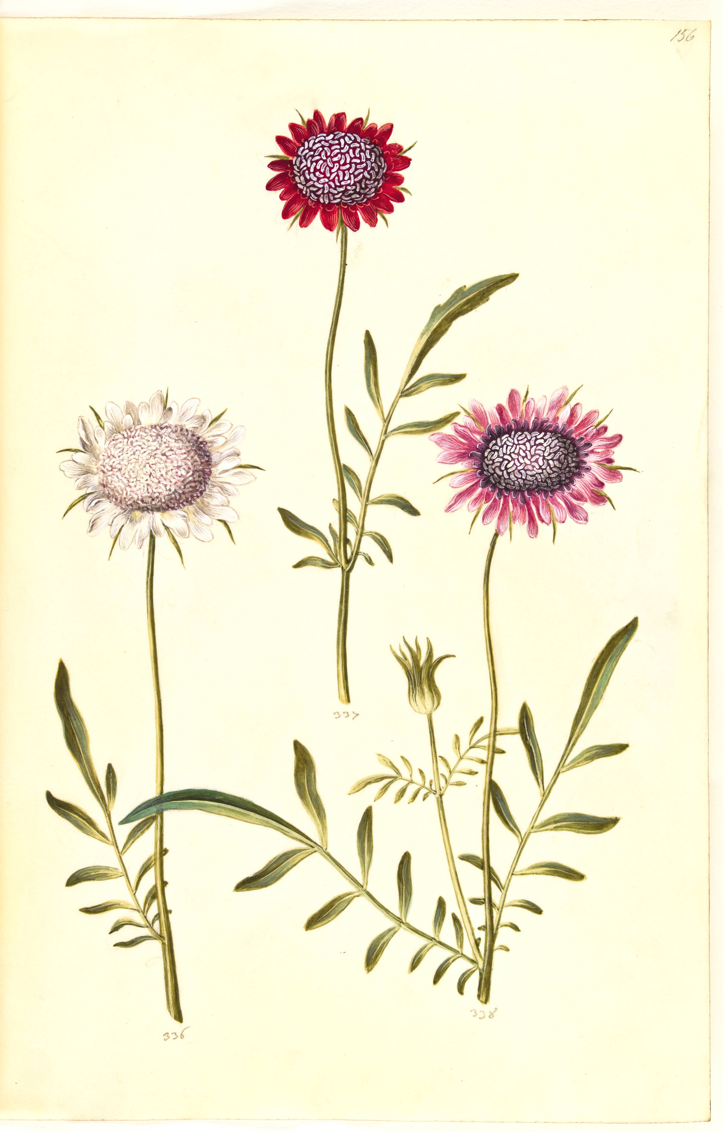 Scabiosa atropurpurea (enkeblomst), Hans Simon Holtzbecker, 1635-1664