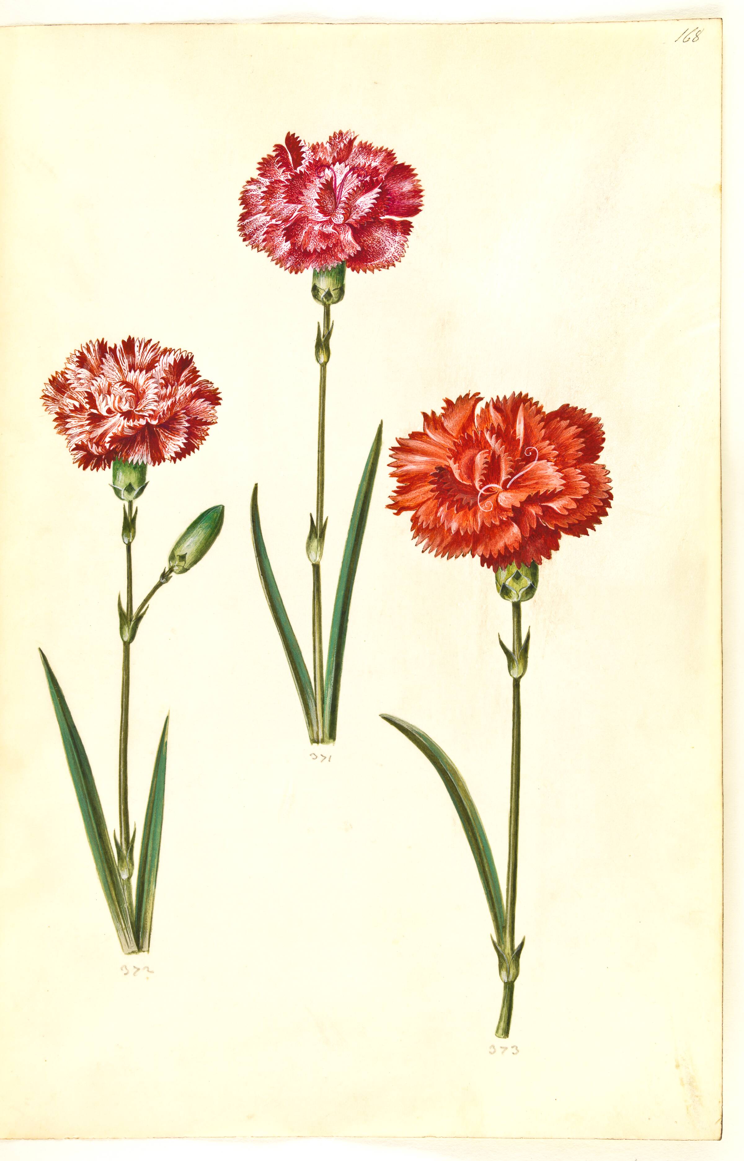 Dianthus caryophyllus (have-nellike), Hans Simon Holtzbecker, 1635-1664