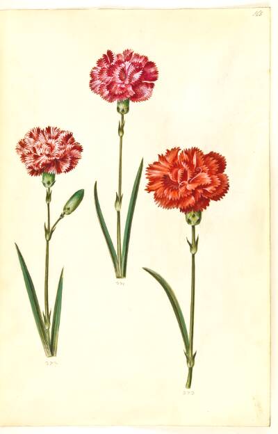 Dianthus caryophyllus (have-nellike)