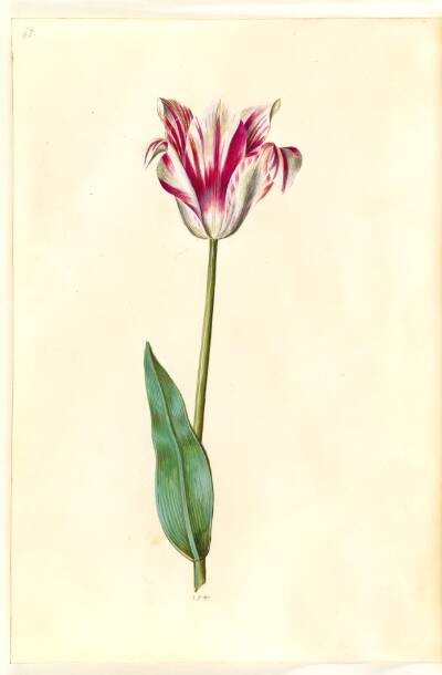 Tulipa gesneriana (have-tulipan)