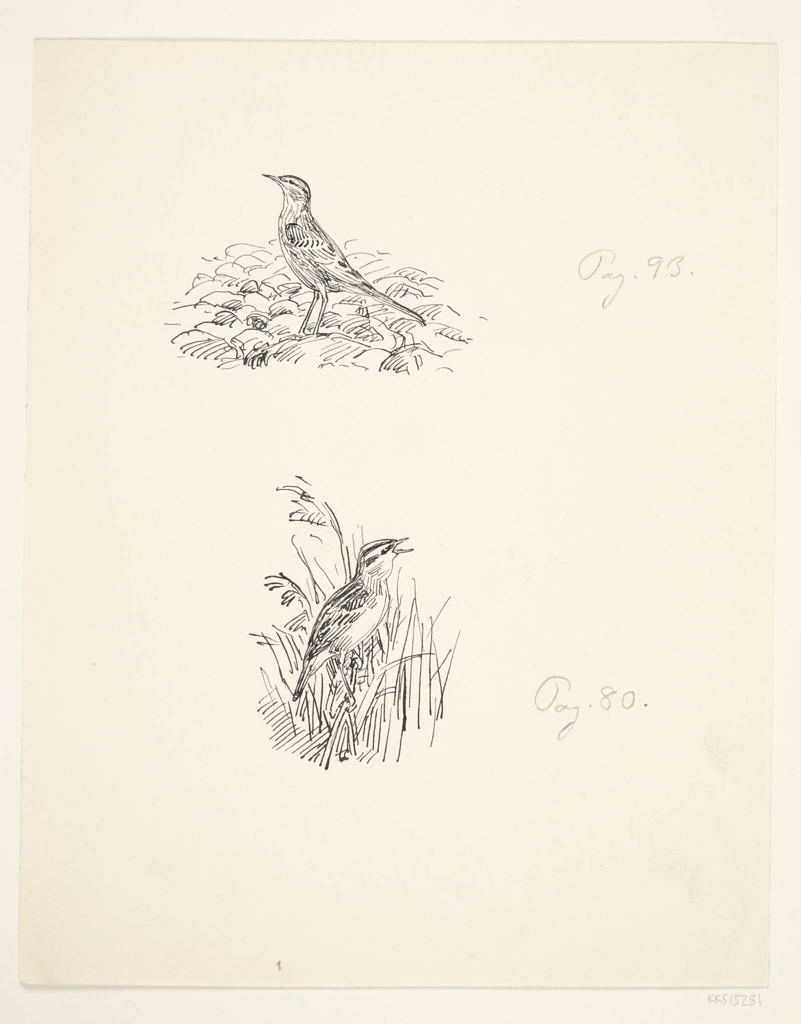 Sivsanger, Johannes Larsen, 1928