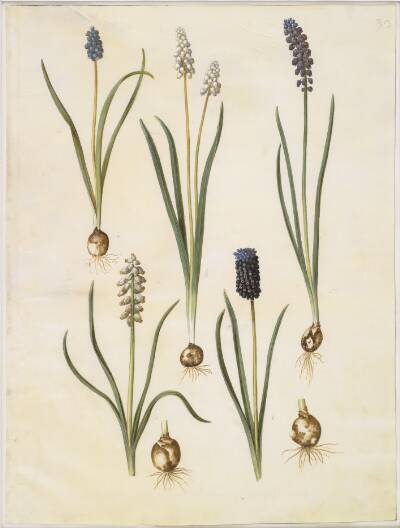 Muscari botryoides (almindelig perlehyacint); Muscari racemosum (muskat-perlehyacint); Muscari neglectum