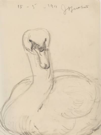 Svane