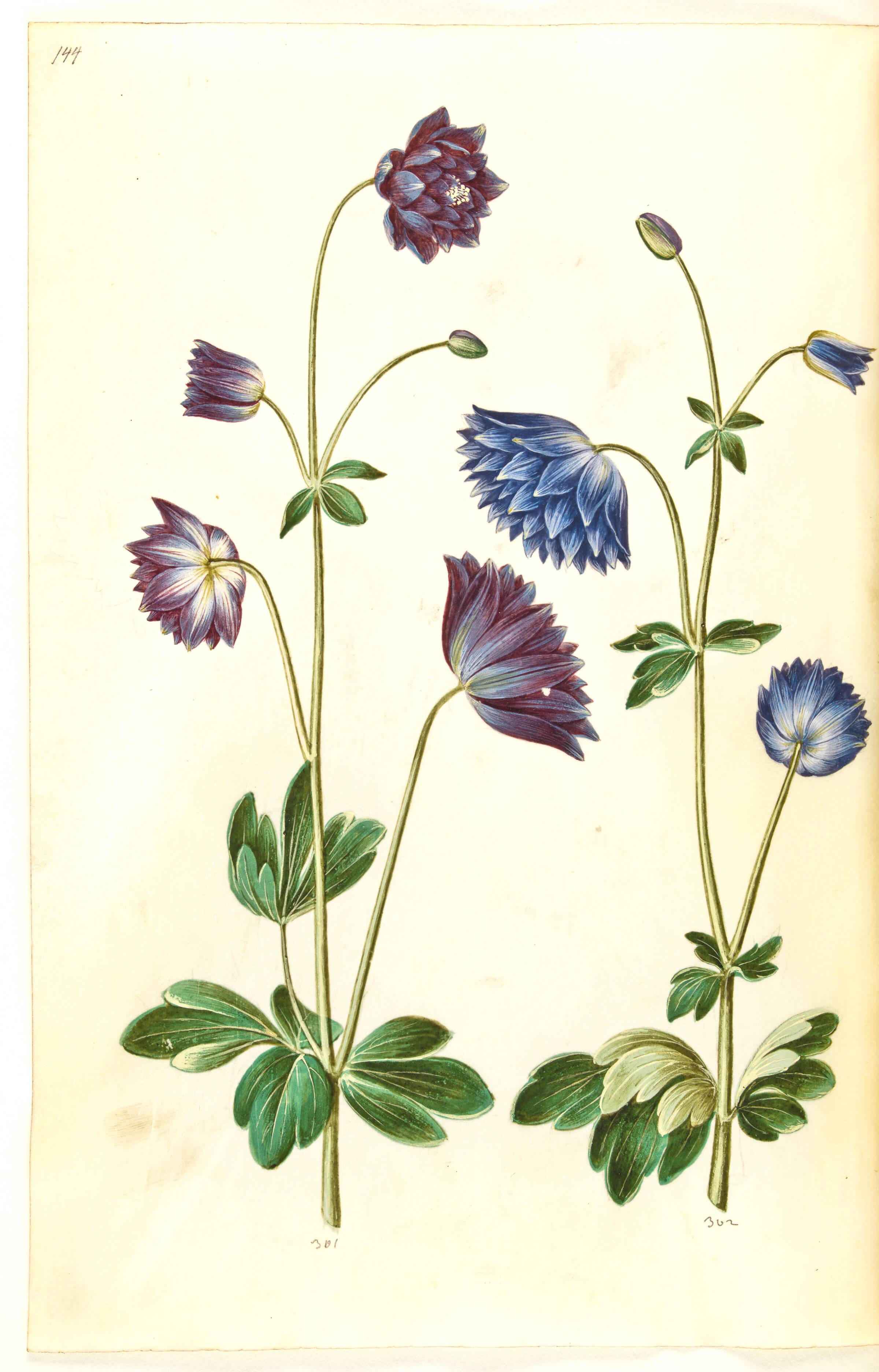 Aquilegia vulgaris (almindelig akeleje), Hans Simon Holtzbecker, 1635-1664