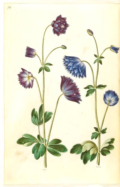 Aquilegia vulgaris (almindelig akeleje)