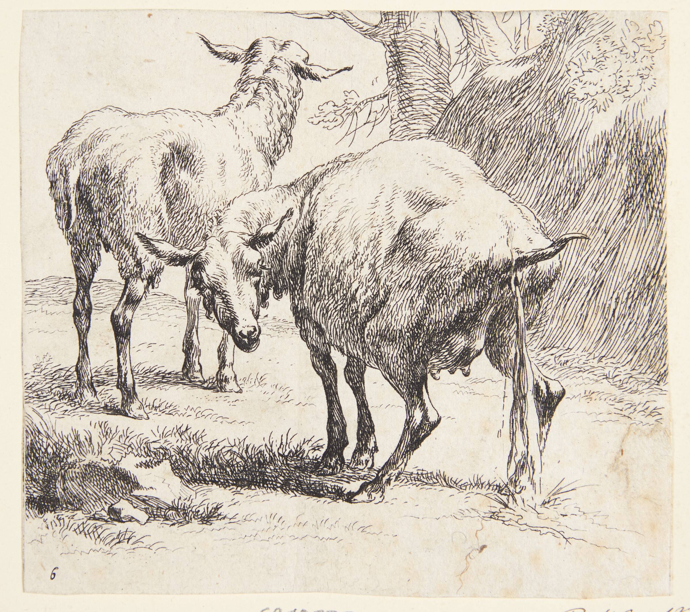 Et stående og et pissende får, Nicolaes Berchem, 1620-1683