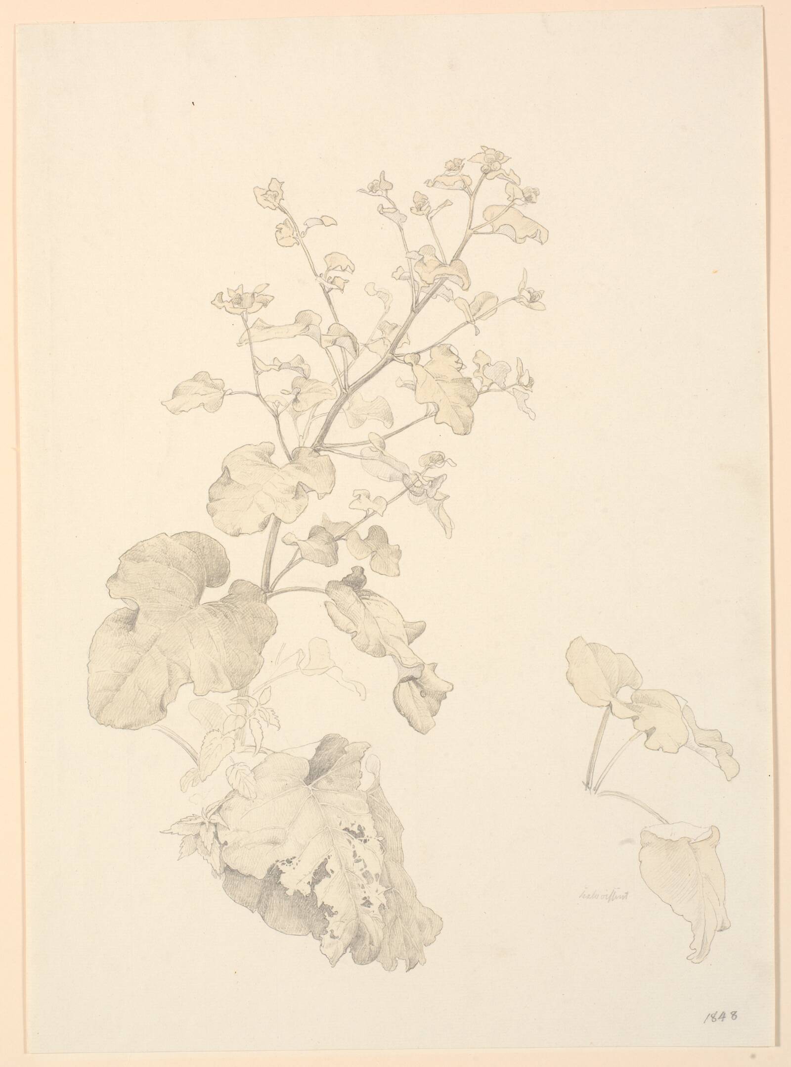 Skræppeplanter., P.C. Skovgaard, 1848