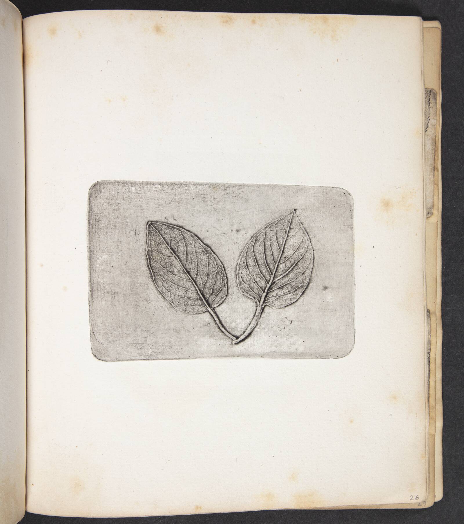 Aftryk af blade, Peter Larsen Kyhl, 1833