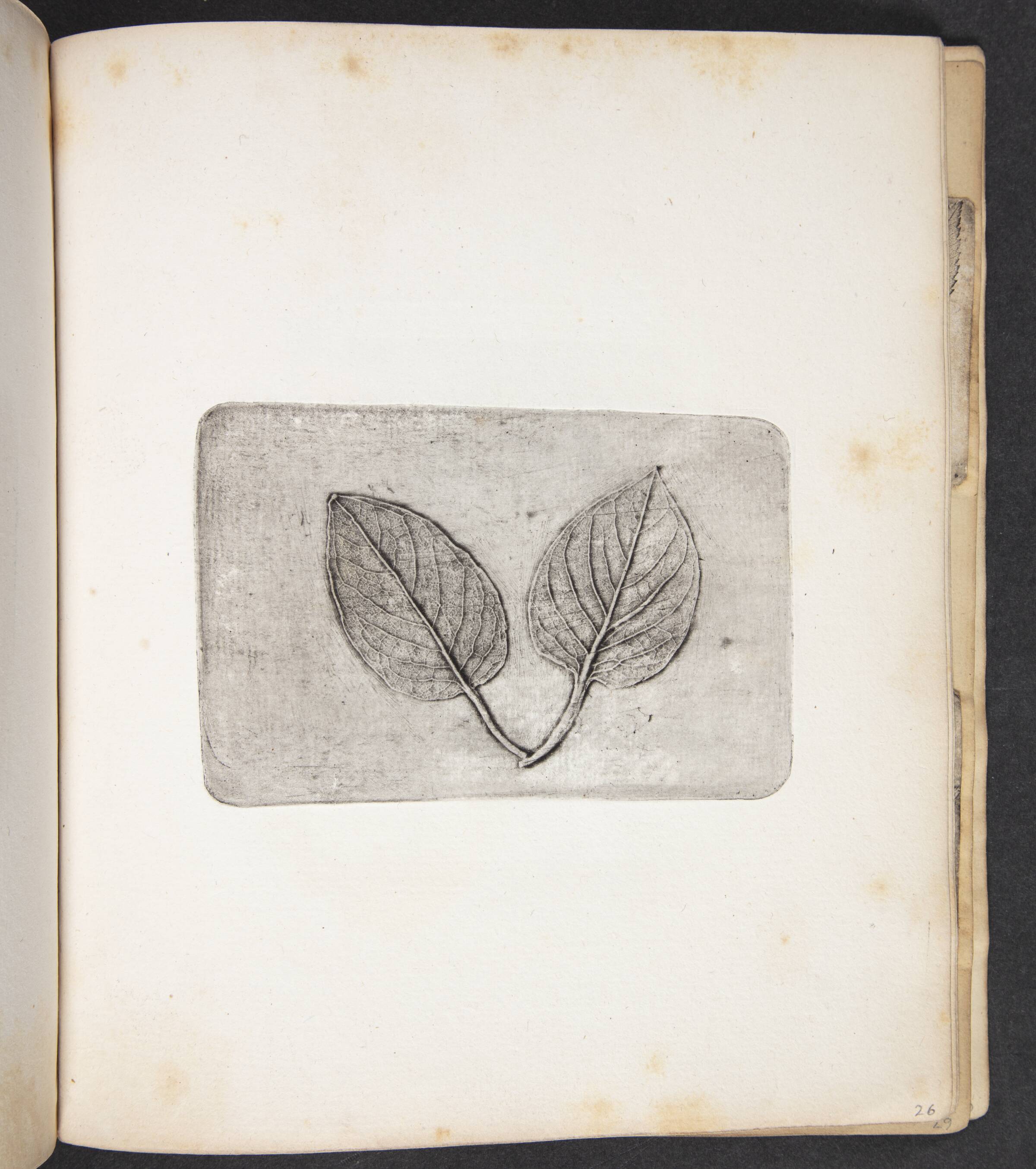 Aftryk af blade, Peter Larsen Kyhl, 1833