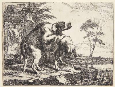 Hunde, der parrer sig