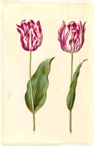 Tulipa gesneriana (have-tulipan)