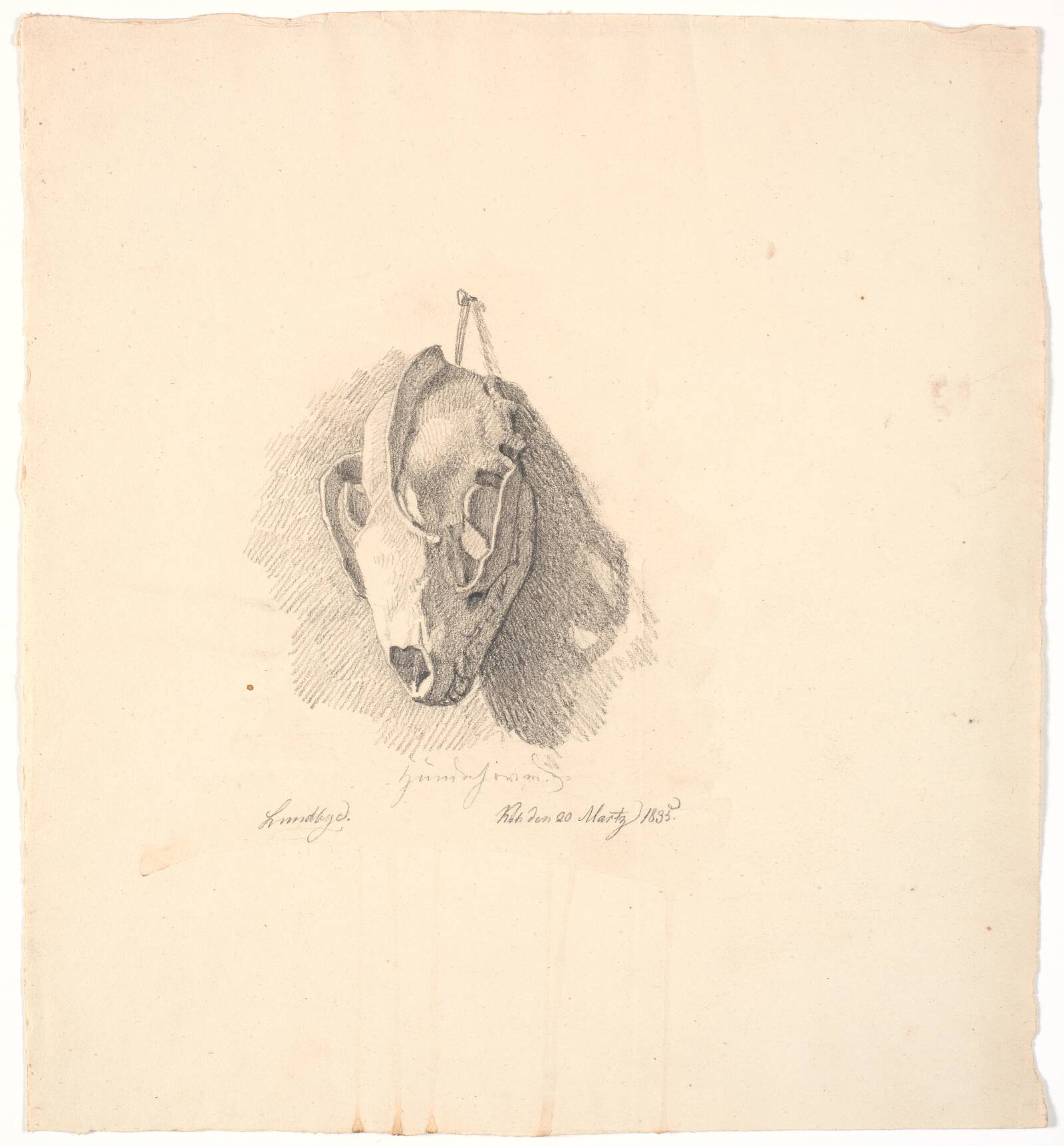 Hundekranium, Johan Thomas Lundbye, 1835