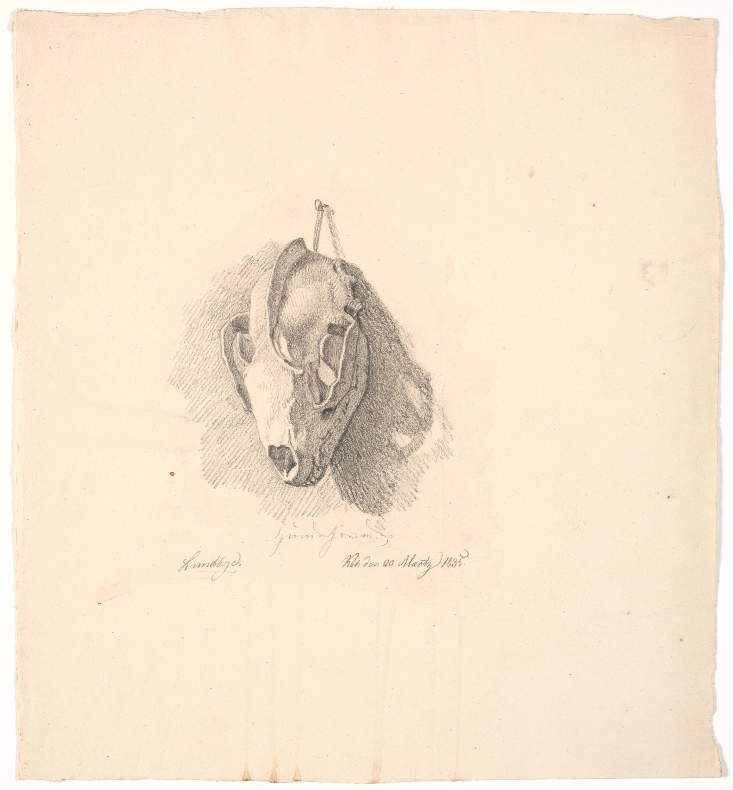 Hundekranium, Johan Thomas Lundbye, 1835