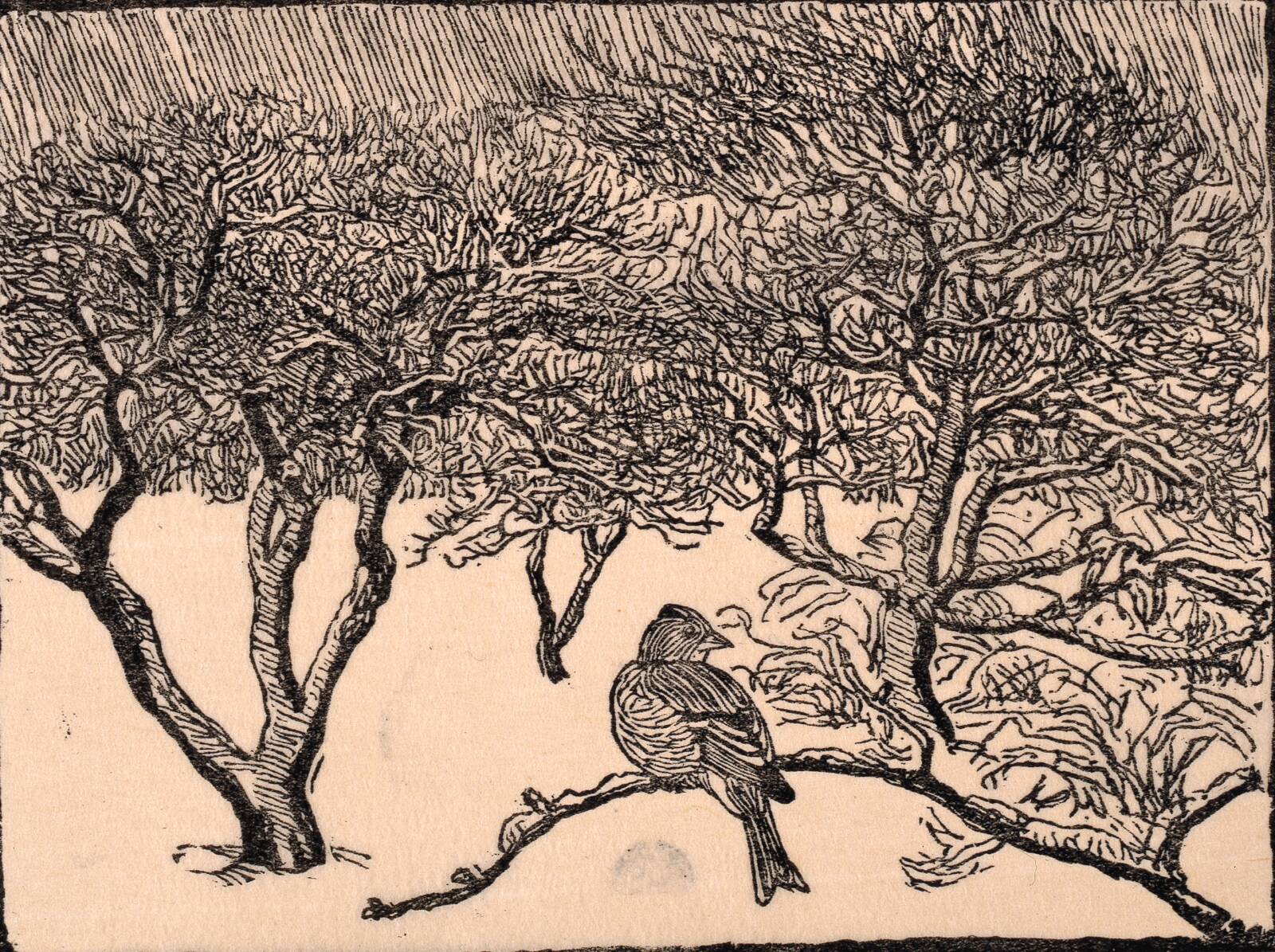Bogfinke i æbletræ, Johannes Larsen, 1911-1913