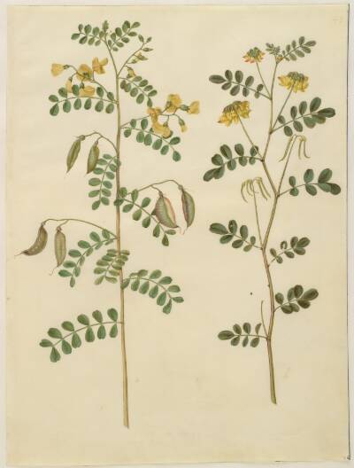 Colutea arborescens (almindelig blærebælg); Hippocrepis emerus (busk-hestesko)