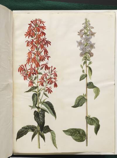 Lobelia cardinalis (kardinal-lobelie); Campanula latifolia (bredbladet klokke)