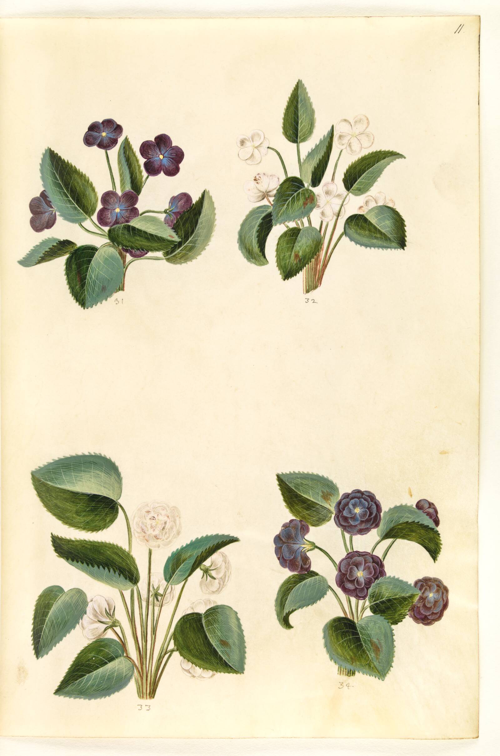 Viola odorata (marts-viol), Hans Simon Holtzbecker, 1635-1664