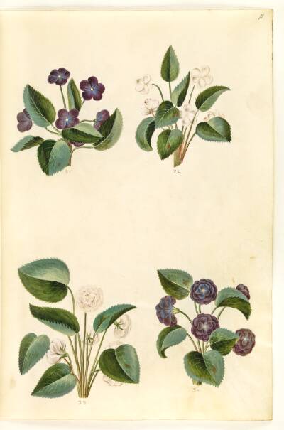 Viola odorata (marts-viol)