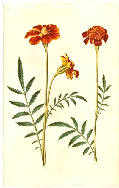Tagetes patula (udspærret fløjlsblomst)