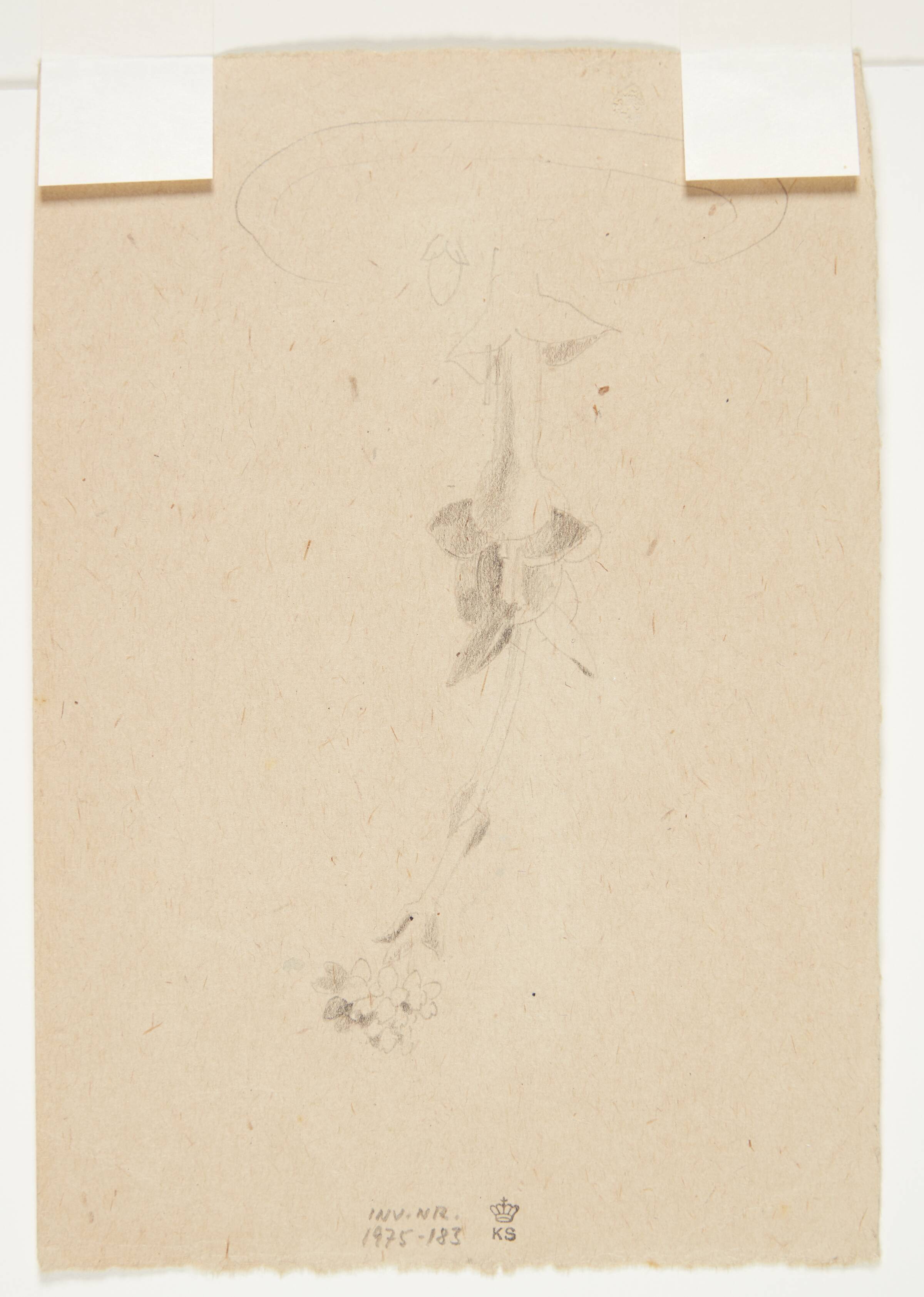 Studie af en blomst, Traustedt, Gudrun, 1920-1924