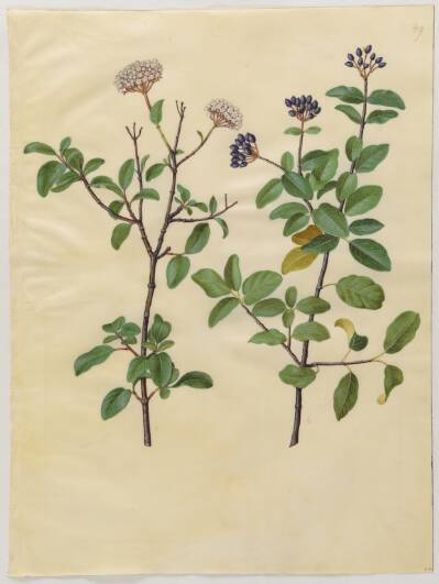 Viburnum tinus (vinter-snebolle)