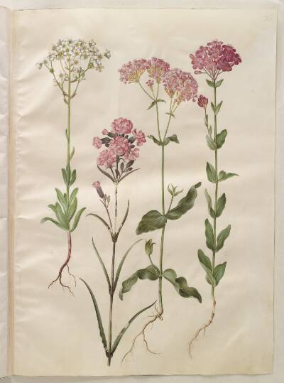 Saxifraga paniculata (klippe-stenbræk); Silene viscaria (almindelig tjærenellike); Silene armeria (knippe-limurt);