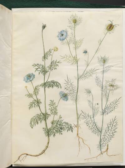 Nigella sativa (sortkommen); Nigella damascena (jomfru i det grønne)