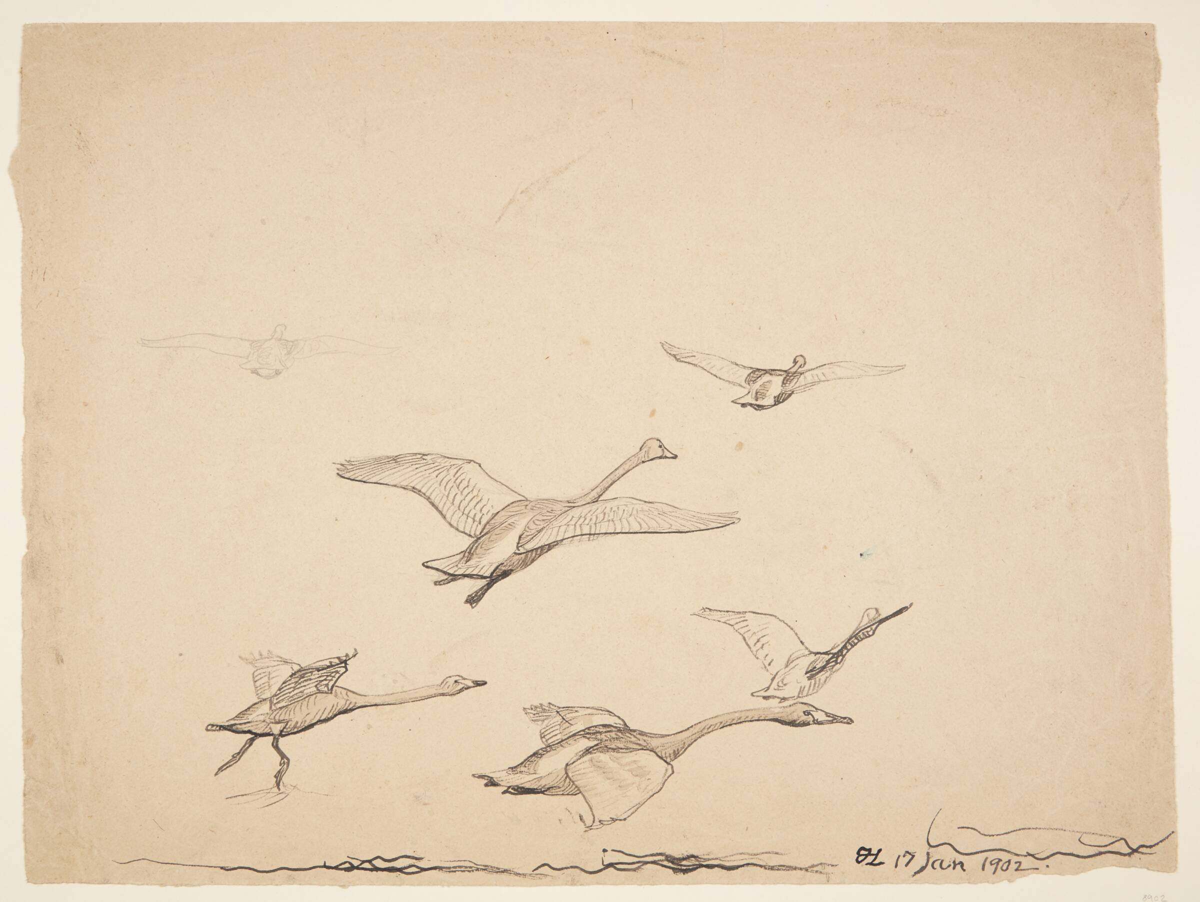 Flyvende unge svaner, Johannes Larsen, 1902