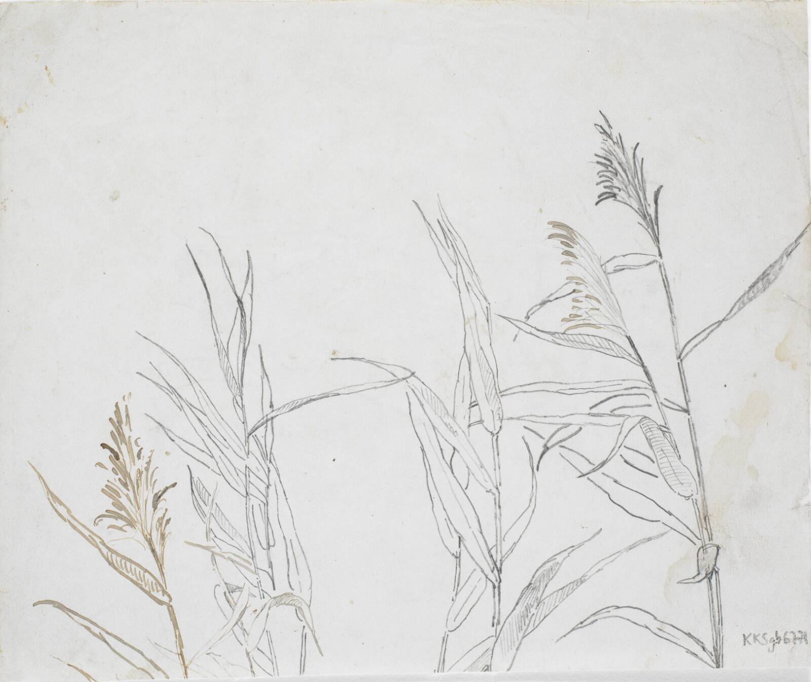 Studier af siv, Dankvart Dreyer, 1831-1852