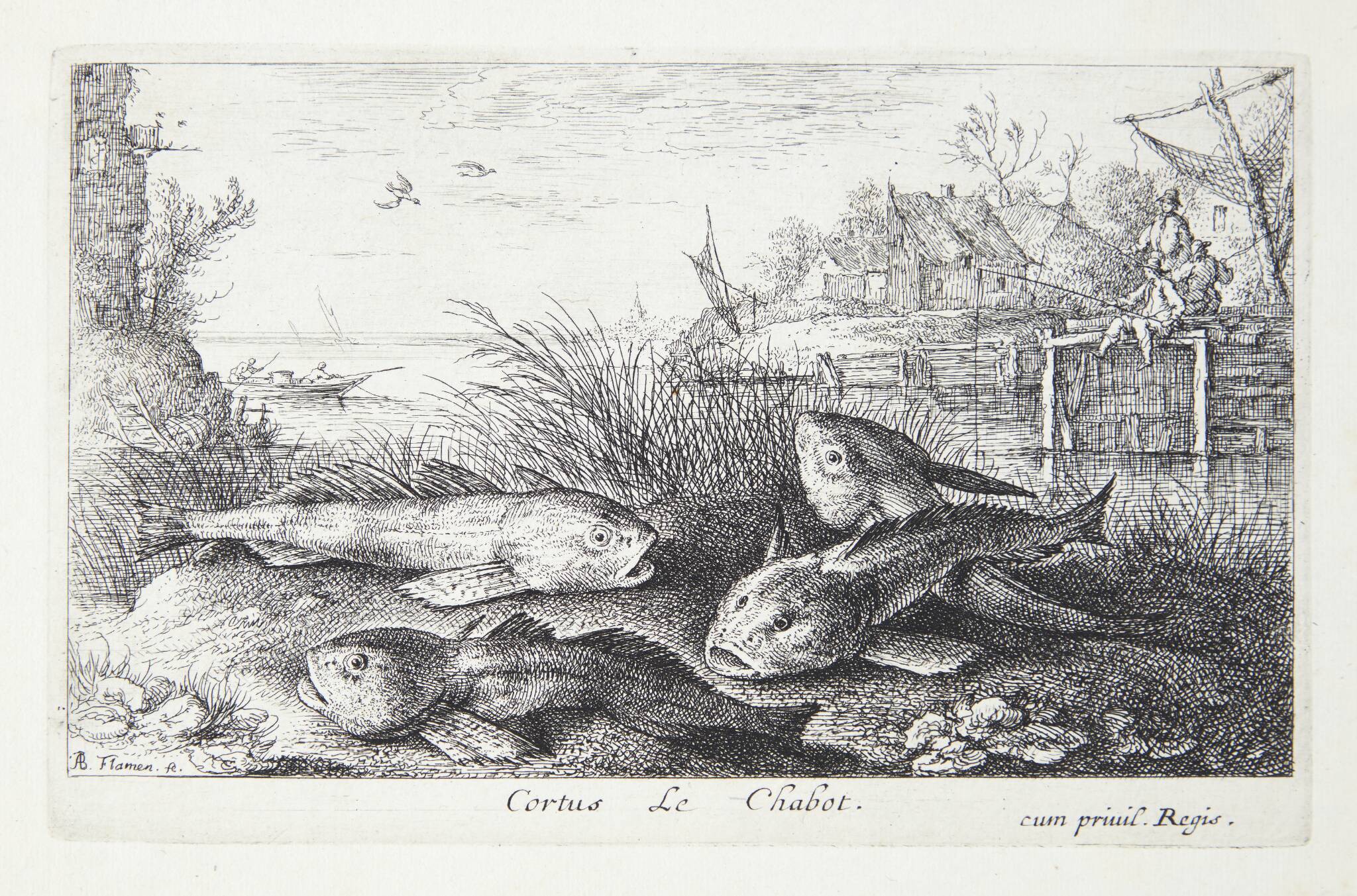 Døbel (Cortus)