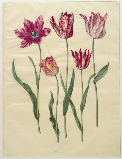 Tulipa gesneriana (have-tulipan)