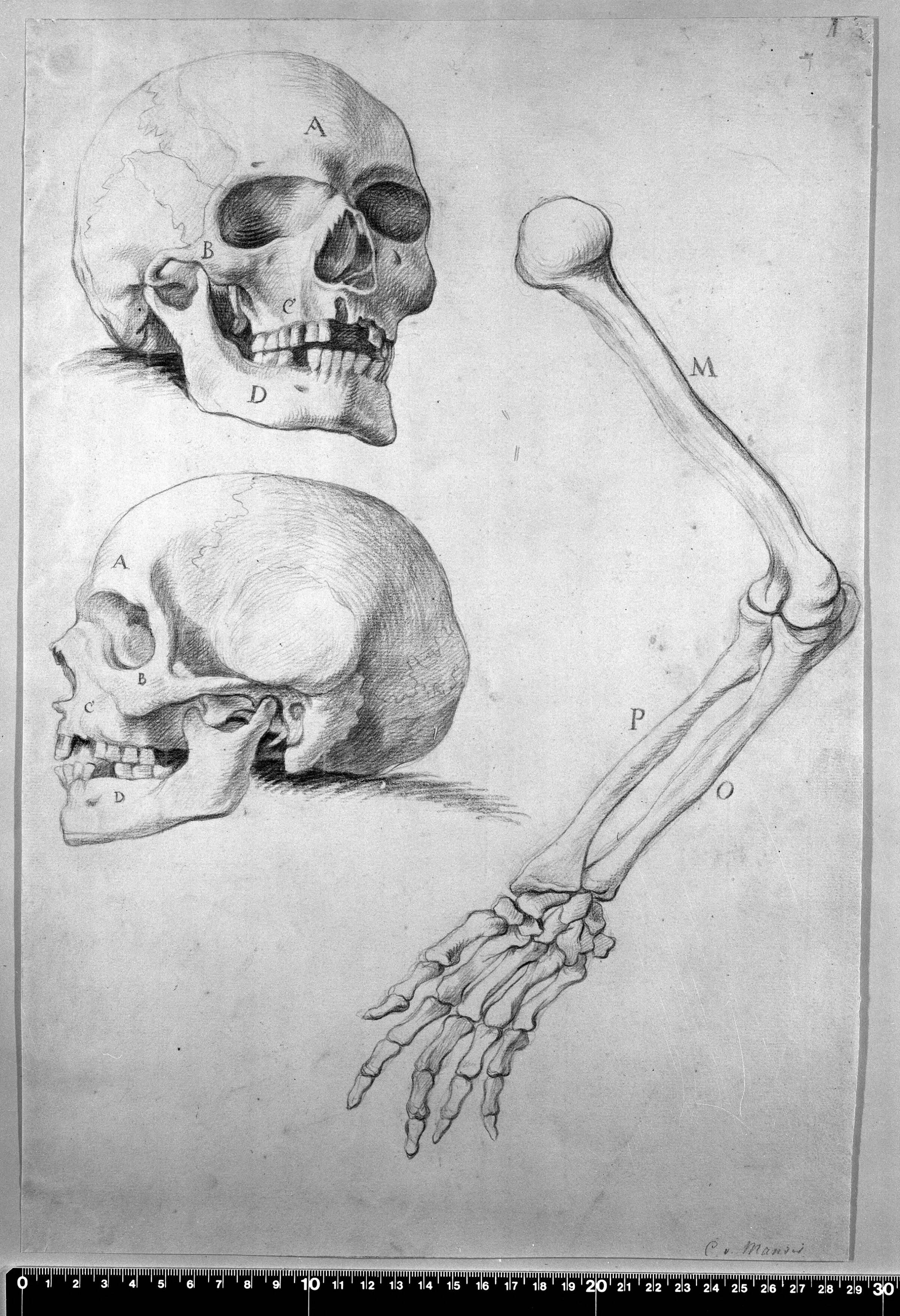 To kranier og en arm., Mander III, Karel van, 1660-1663