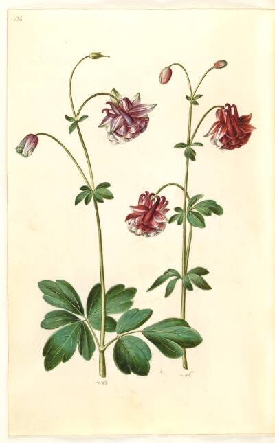 Aquilegia vulgaris (almindelig akeleje)